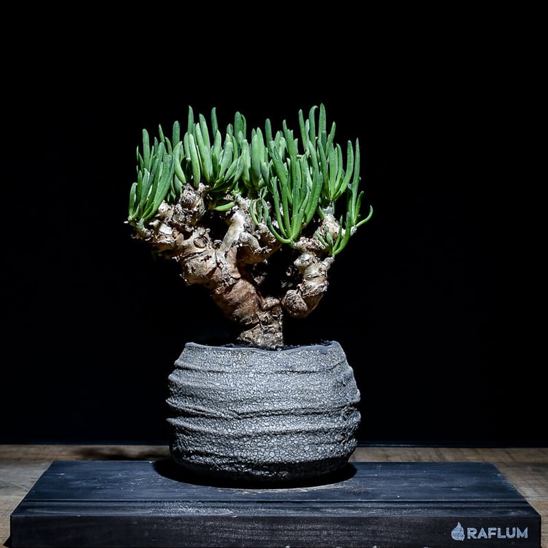 チレコドン レティキュラーツス 