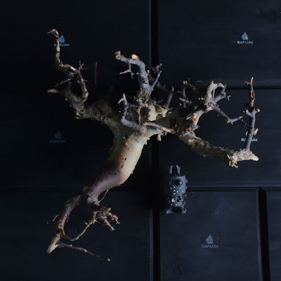 コミフォラ カタフ（ピュアカタフ） 抜き苗販売【輸入即のフレッシュな