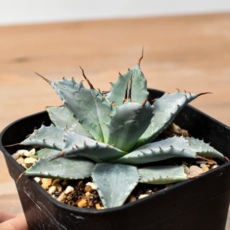 アガベ ハイブリット 日系イシスメンシス×象牙妖炎（陽炎エボリ）【台湾botanical_seeker産】RF25011408