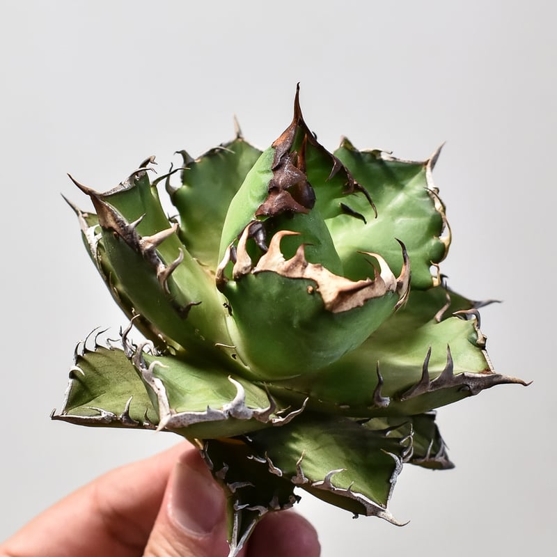 アガベ チタノタ レッドキャットウィーズル / 赤猫 , 紅猫【台湾産