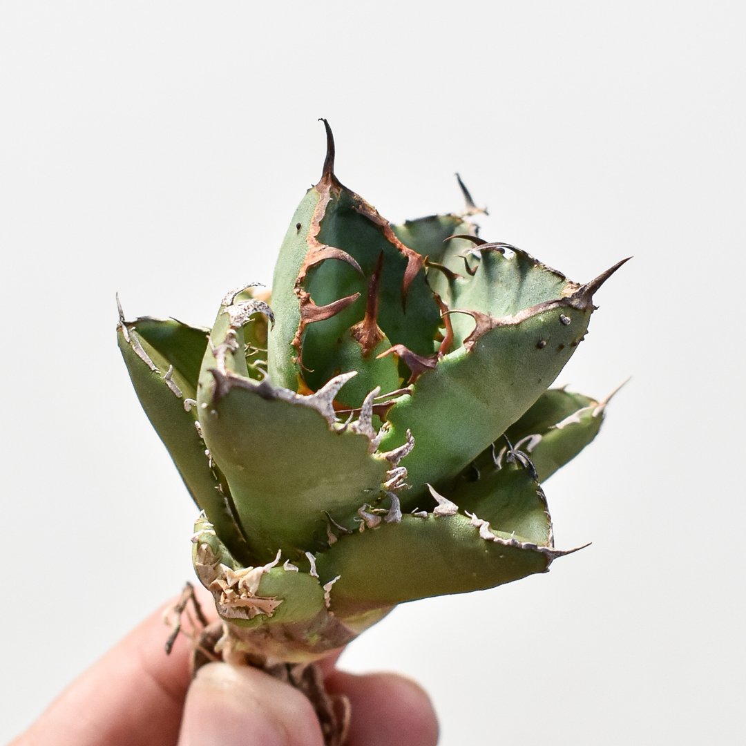 アガベ　cok oc株 アガベ チタノタ 