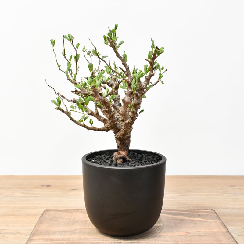 センナメリディオナリス 発根済 現地球 良型 【公式通販】