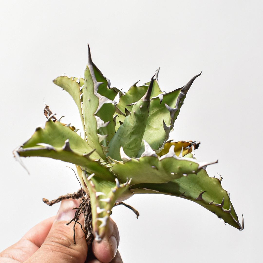 アガベ ハイブリット 