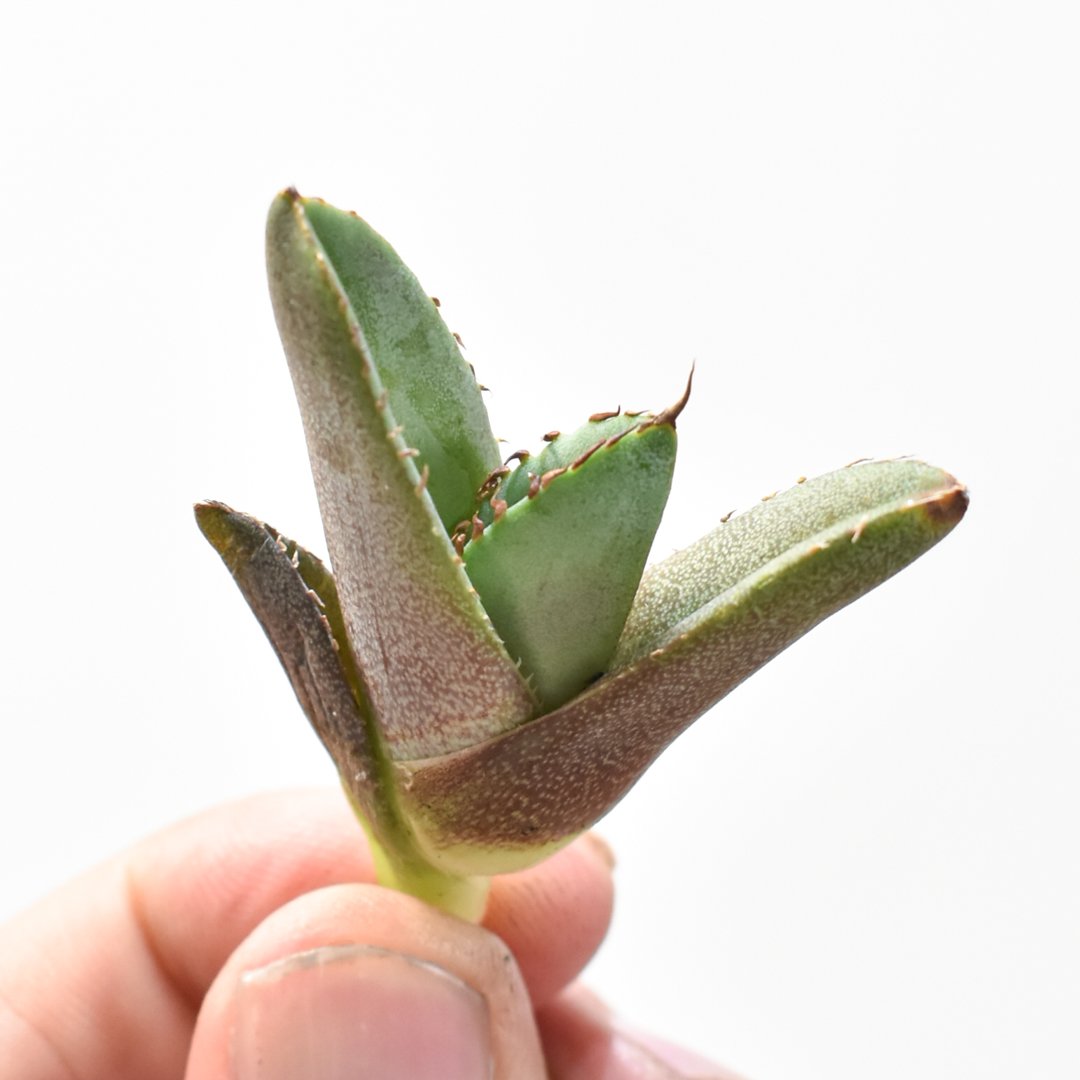 花 tianyanco 商品3776 - (株)東京オーキット・ナーセリー