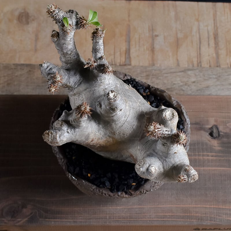 パキポディウム マカイエンセ【当店厳選！！良型のみをご案内！希少種