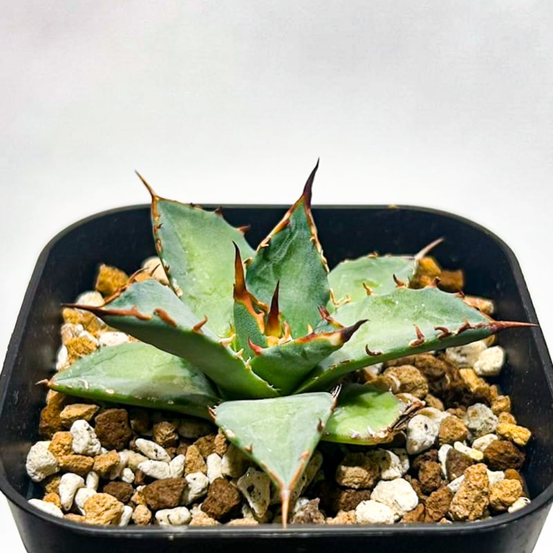 Dennis hybrid 黑帝斯x妖炎 /ハデス×エボリスピナ 【台湾DENNIS産】RFD