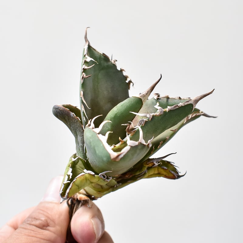 アガベ チタノタ 