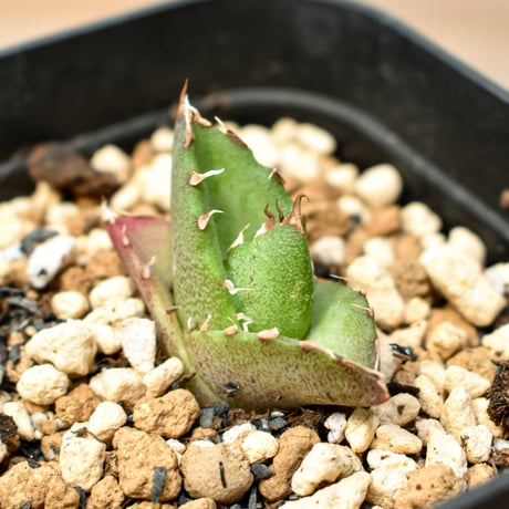 【RAFLUM育成株 5個セット】アガベ Mexico oteroi seeding / オテロイ実生 メキシコ産  【RAFLUM産/実生/子株】A3