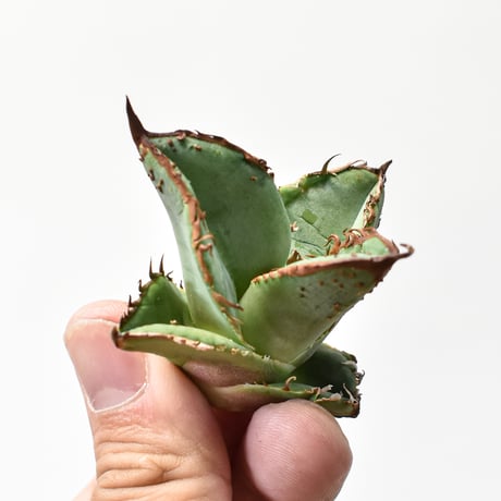 アガベ チタノタ "麻花" 【台湾huplants2010産/子株販売】RF25011617