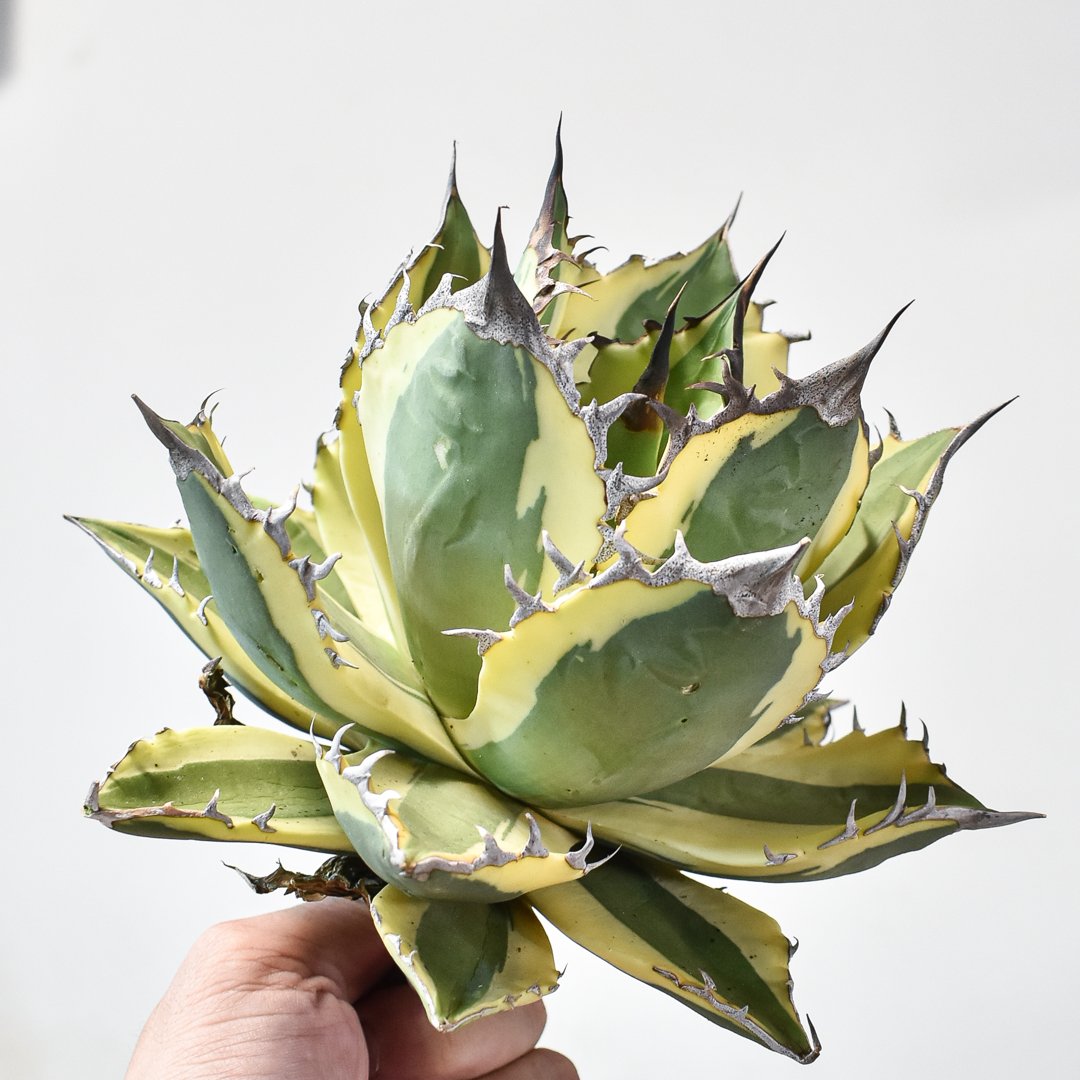 台湾産 スナグルトゥース Agave アガベ アガベ チタノタ スナグルトゥース 