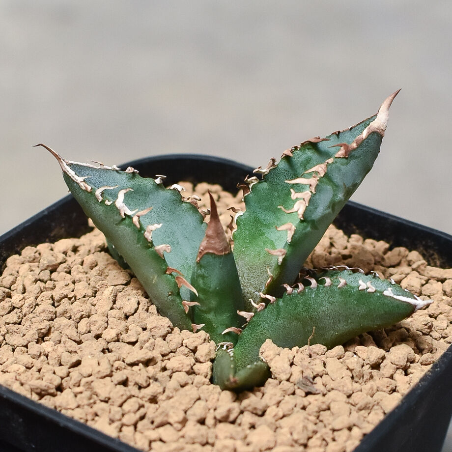 アガベ　チタノタ　ホワイトファイヤー鉢こみ アガベ チタノタ ホワイトファイヤー鉢こみ agave titanota