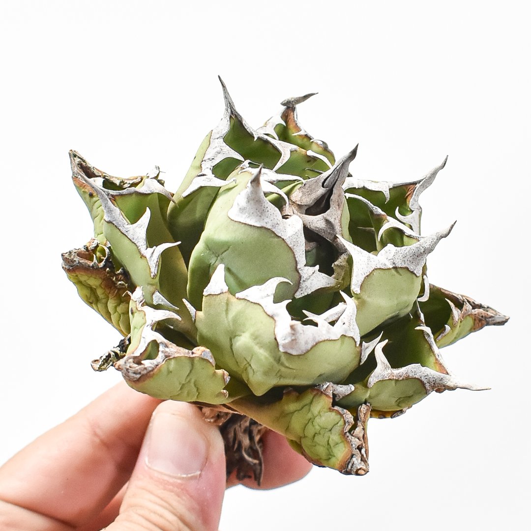 アガベ チタノタ ドワーフ /  