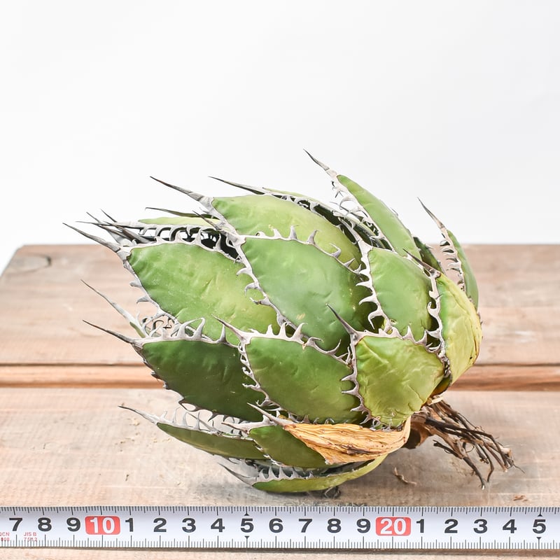 アガベホリダ極上株　Agave horrida No.AHRD012 アガベホリダ極上株 Agave horrida No.AHRD012