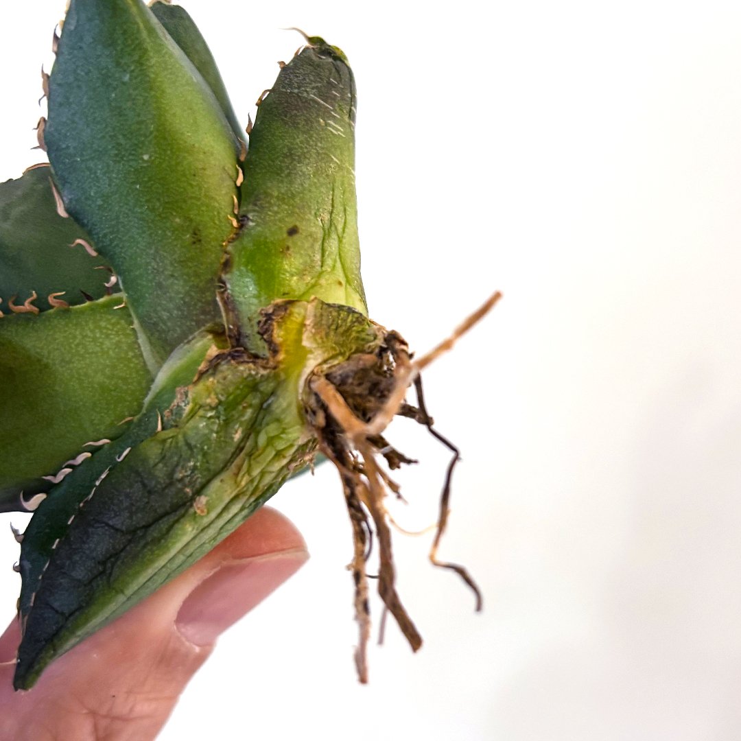 アガベ チタノタ ハデス / 黒帝斯、恐竜牙歯 【台湾 dragon agave産/TC