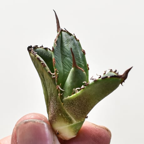 アガベ チタノタ "黒犀牛" 【台湾 dragon agave産/抜き苗/子株】7 DG2401142