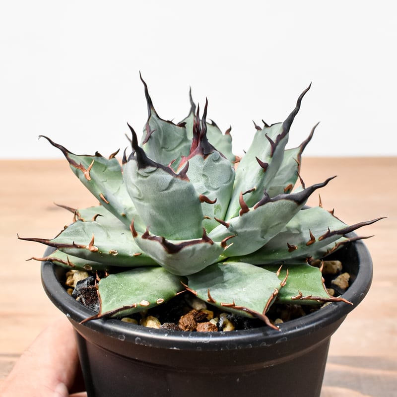 アガベ ハイブリッド エボリスピナ x 黒帝斯 ハデス コレクション株 アガベ ハイブリット 象牙妖炎×黑帝斯 / エボリスピナ×ハデス
