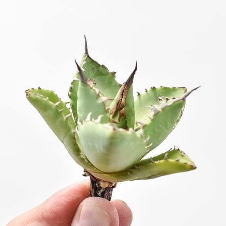 アガベ Dennis hybrid 甲妖x鬼爪（isthmnensis x utahensis ) x titanota  【台湾DENNIS産/発根済み/中株】DN2402861(T) B