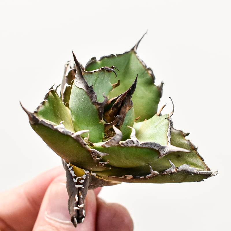 アガベ チタノタ ハデス / 黒帝斯、恐竜牙歯 【台湾 dragon agave産/TC