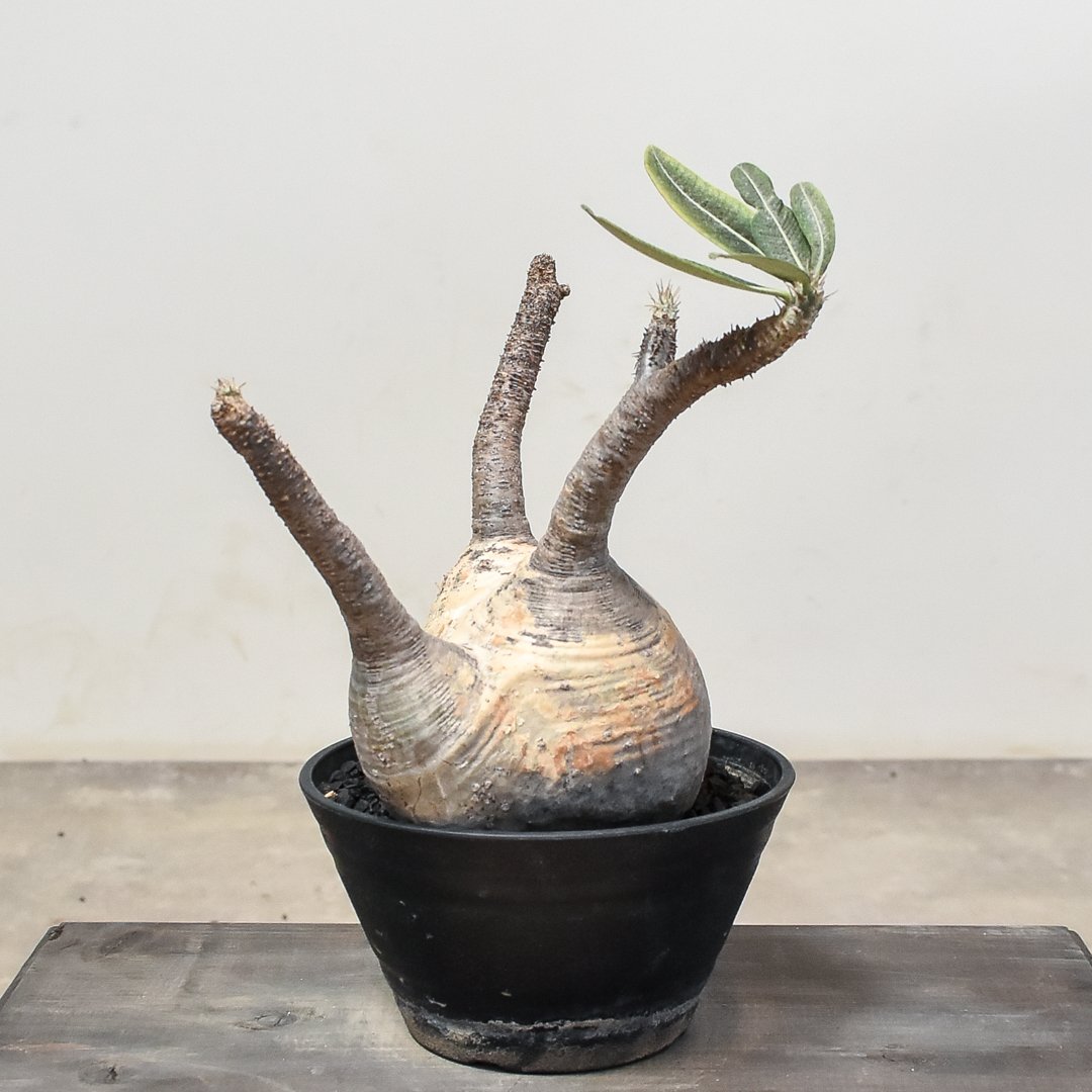 パキポディウム グラキリス (発根済み) RF22987(T) | RAFLUM / ラフラ