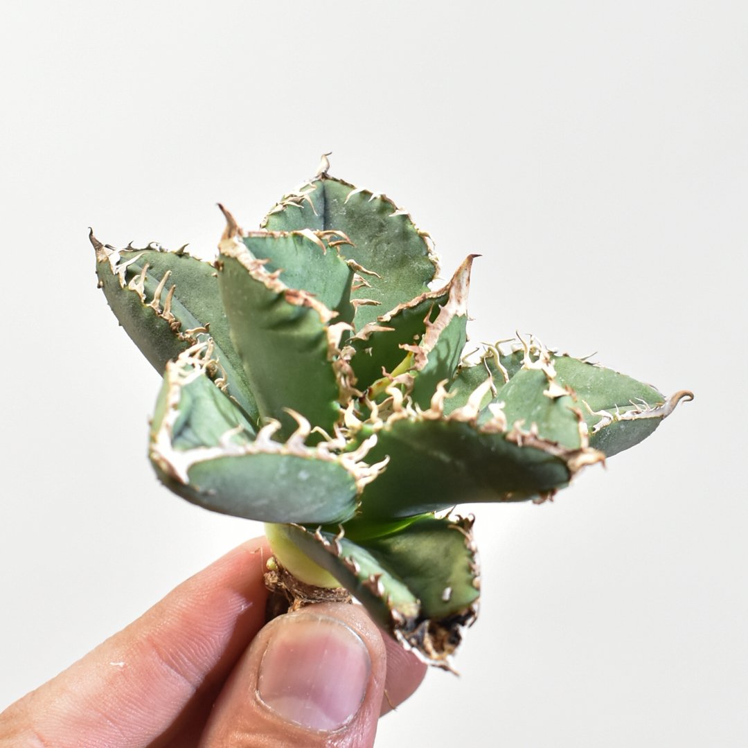 アガベ　チタノタ　麻花龍　発根済み子株 アガベ チタノタ 麻花龍 発根済み子株 発根済み】アガベ 麻花龍 子株