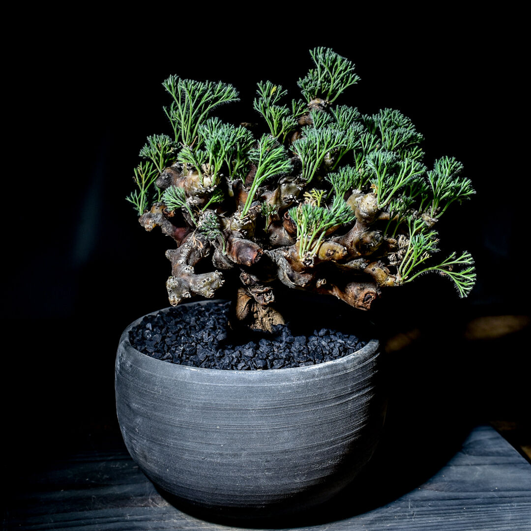 ムルチフィズム 厳選株 発根済み 現地球 ムルチ サルコカウロン