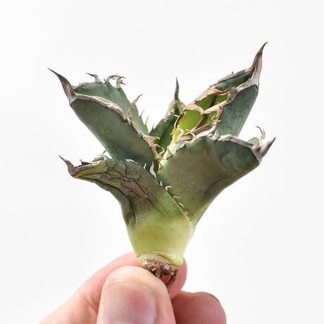 アガベ羽毛 | STORES 