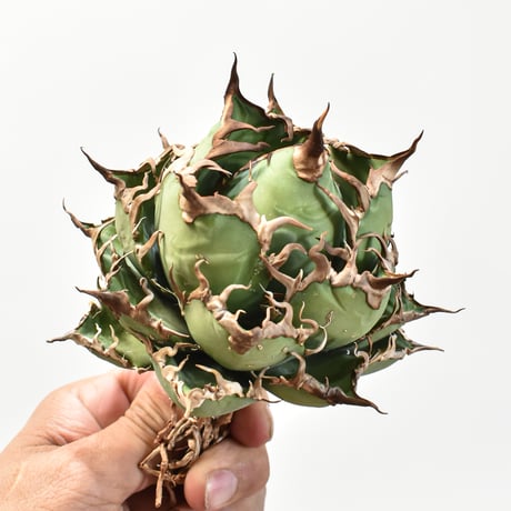 【5CLAW】アガベ チタノタ シーザー / 精品凱撒 【台湾 dragon agave産/中株/抜き苗】RFDG25010968
