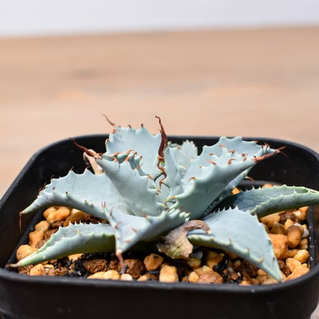 CATEGORY アガベ ハイブリット 象牙妖炎×黑帝斯 / エボリスピナ