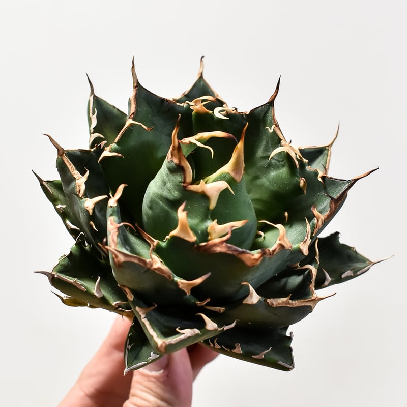 A029 特選 アガベ チタノタ台湾産 UFO 極上強棘 極上優良株 A029 特選 アガベ チタノタ台湾産 UFO 極上強棘 極上優良株 白*ル