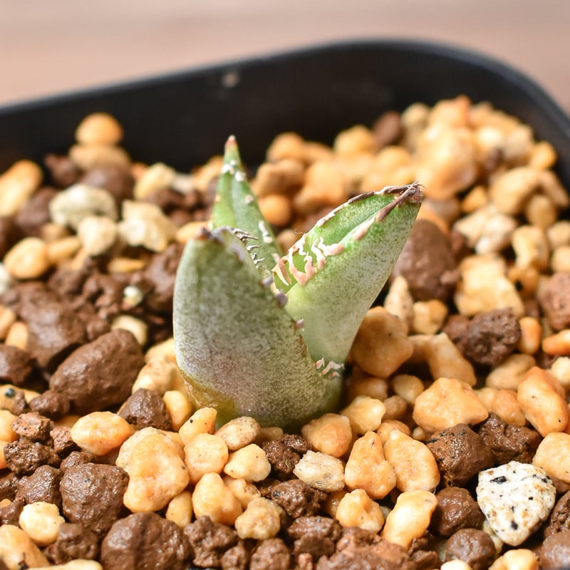 アガベ チタノタ 