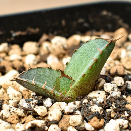【RAFLUM育成株 5個セット】アガベ Mexico oteroi seeding / オテロイ実生 メキシコ産  【RAFLUM産/実生/子株】A3
