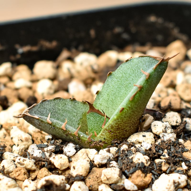 RAFLUM育成株 5個セット】アガベ Mexico oteroi seeding / オテ