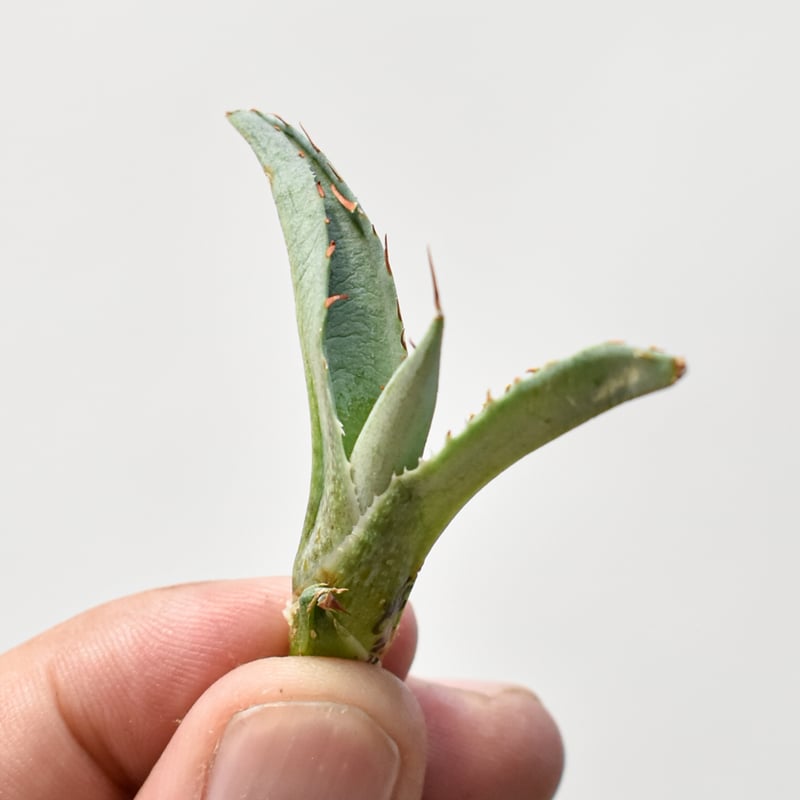 アガベ ホリダ×兜蟹 台湾HYB アガベ ホリダ×兜蟹 台湾HYB