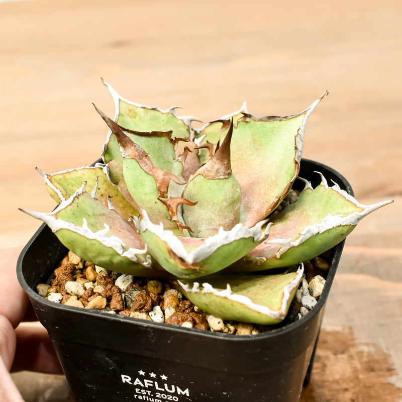 アガベ チタノタ シャークソード 