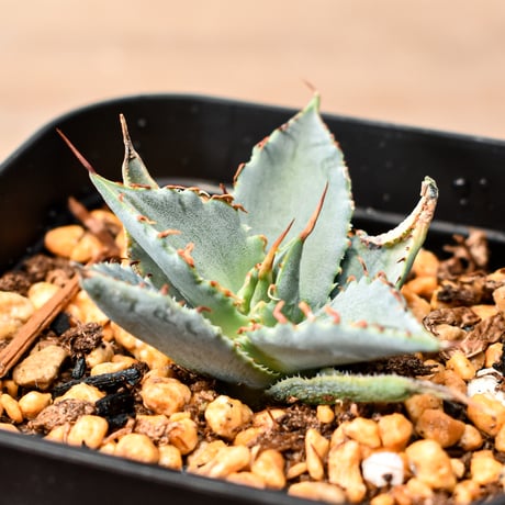 RAFLUM / ラフラム｜東京、大阪の塊根植物（コーデックス）、アガベ