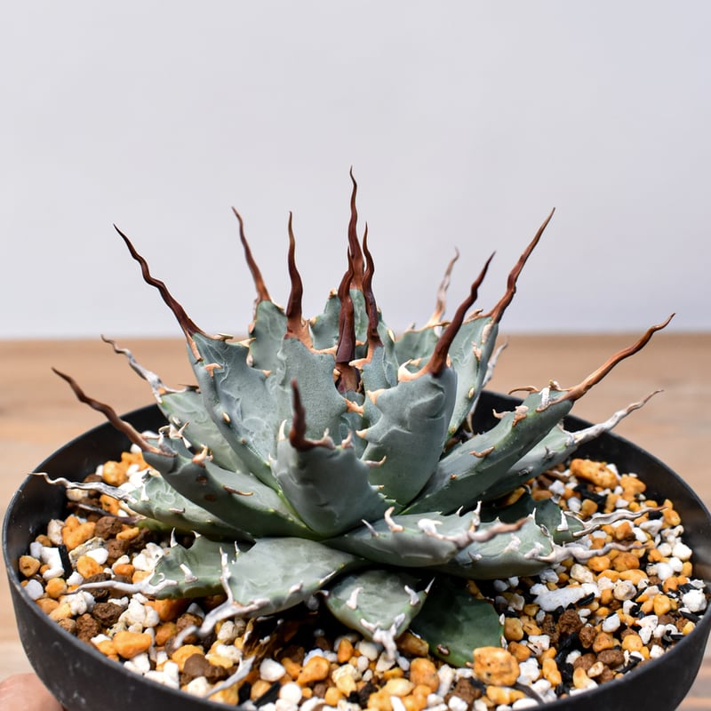 アガベ Dennis hybrid 妖炎X甲妖 /エボリスピナ×（イシスメンシス