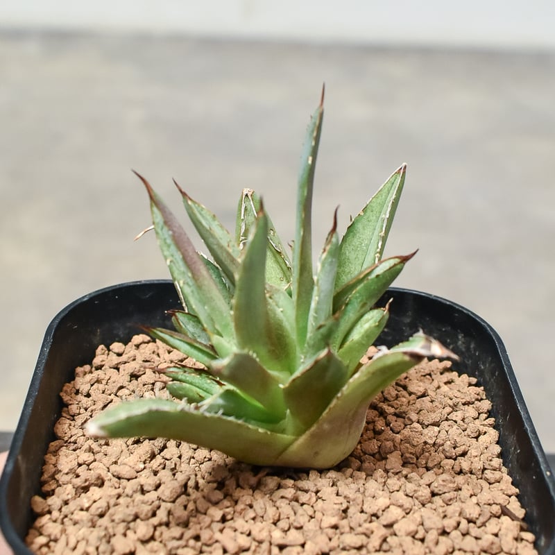 アガベ剣竜2頭ハビタットスタイル アガベ剣竜2頭ハビタットスタイル