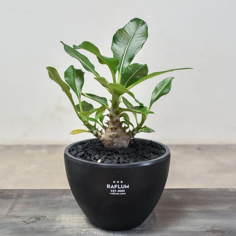 マダガスカル異端植物紀行 516ceKRWcbS._UF350,350_QL50_.jpg