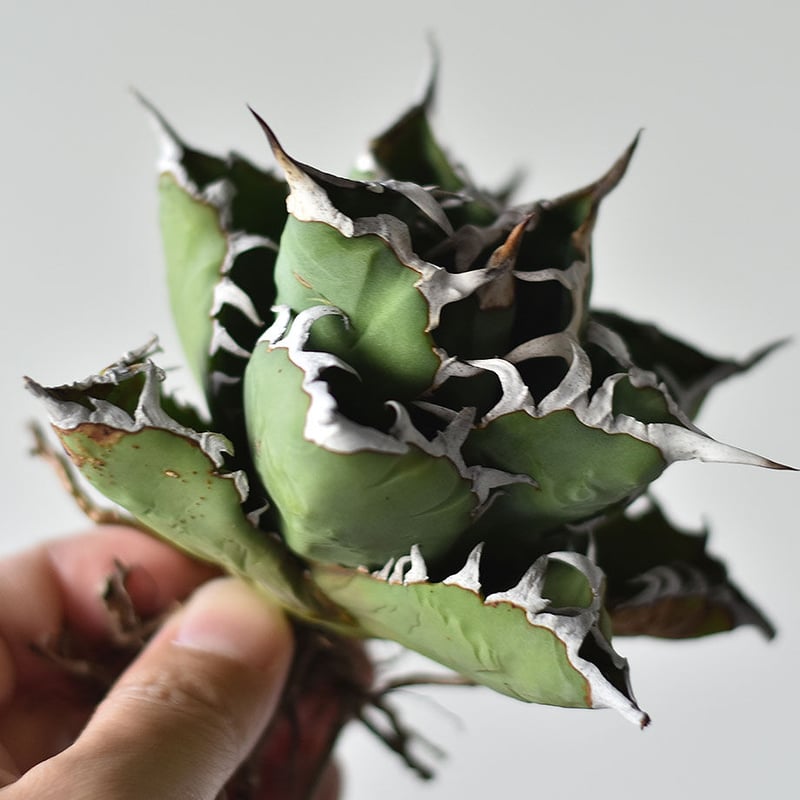 アガベ チタノタ 小島白刺 (抜き苗販売) RF22678 | RAFLUM / ラフラム