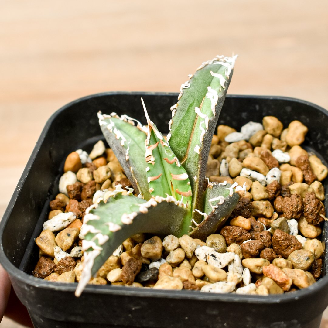 アガベ チタノタ ゴジラ 