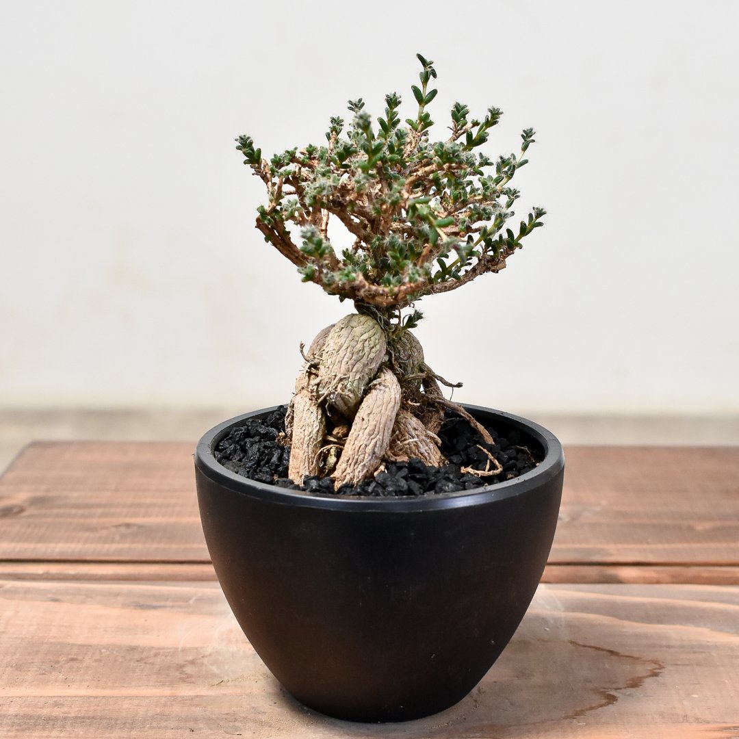 トリコディアデマ ブルボスム 