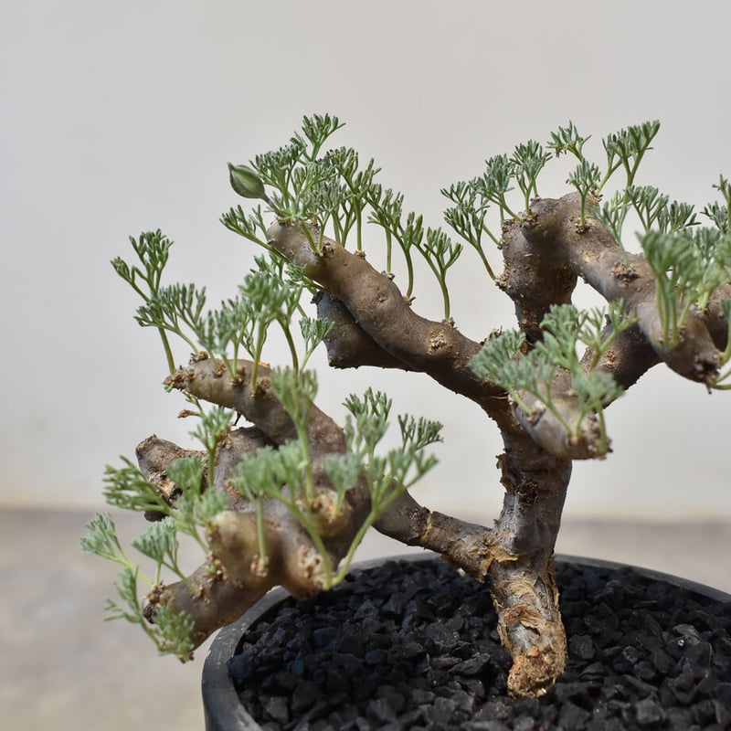 サルコカウロン ムルチフィズム 