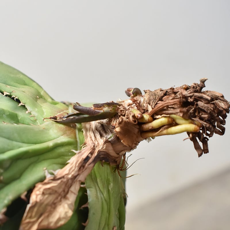 アガベ チタノタ オテロイ 