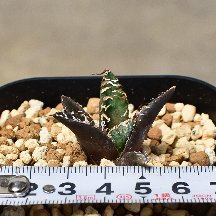 アガベ チタノタ 