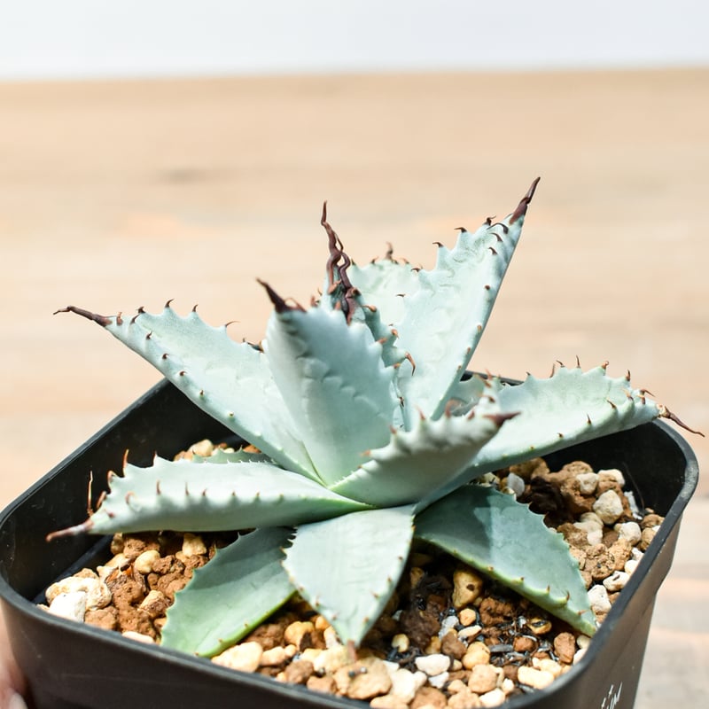 アガベ ハイブリット 雲虎甲蟹×象牙妖炎(モコイシス×陽炎エボリ