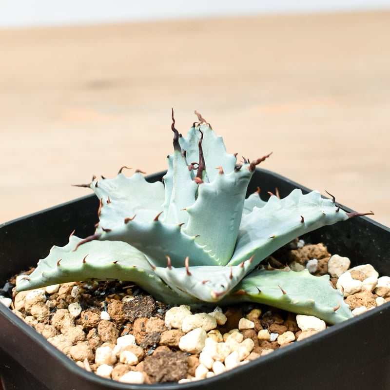 アガベ ハイブリッド 妖蟹B型 甲妖B型 超レア種育成極上美