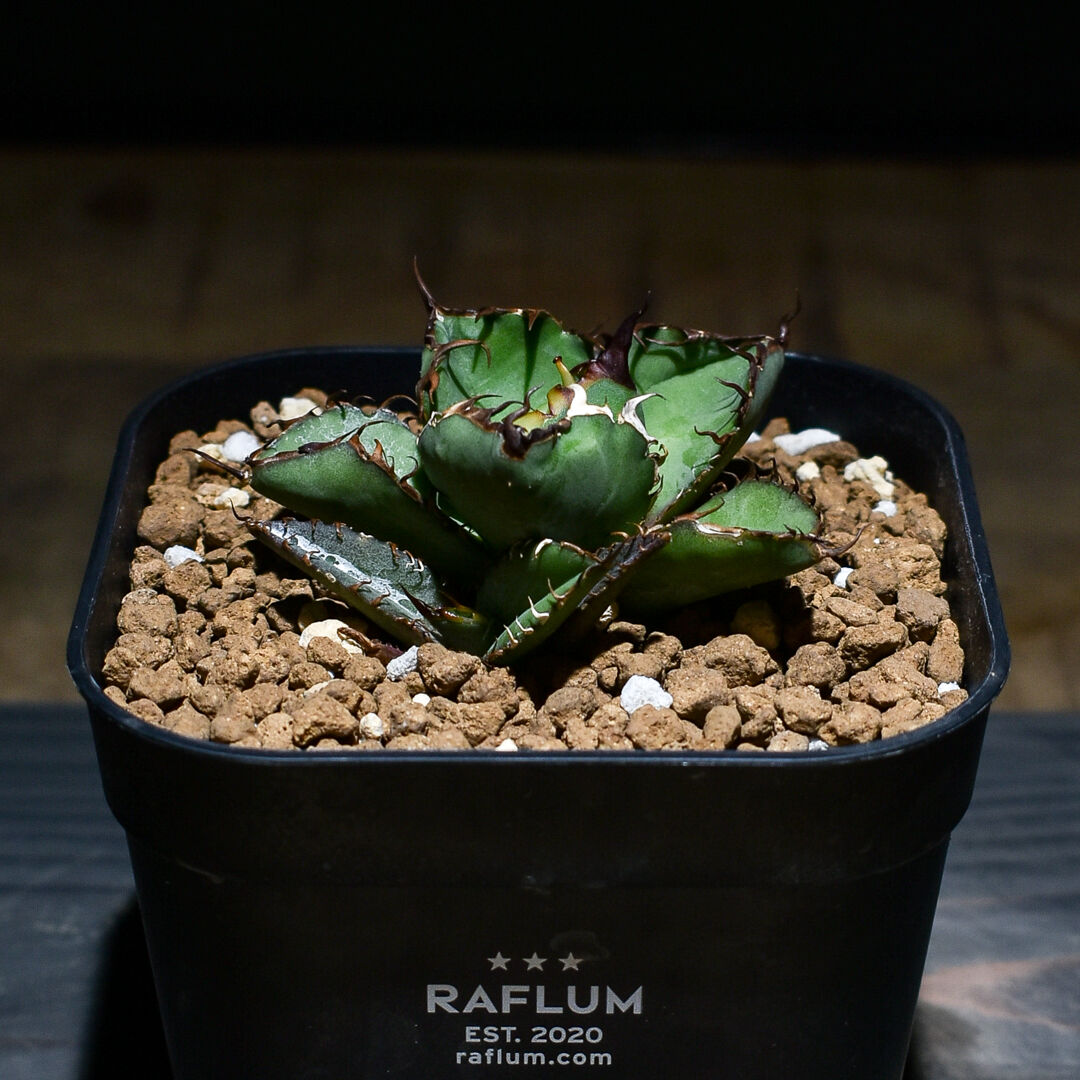 アガベ ブラックドラゴン（抜き苗）muffin様購入株・屋内管理3年株 アガベ ブラックドラゴン（抜き苗）muffin様購入株・屋内管理3年