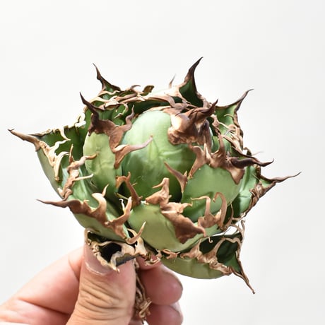 【5CLAW】アガベ チタノタ シーザー / 精品凱撒 【台湾 dragon agave産/中株/抜き苗】DG25010522