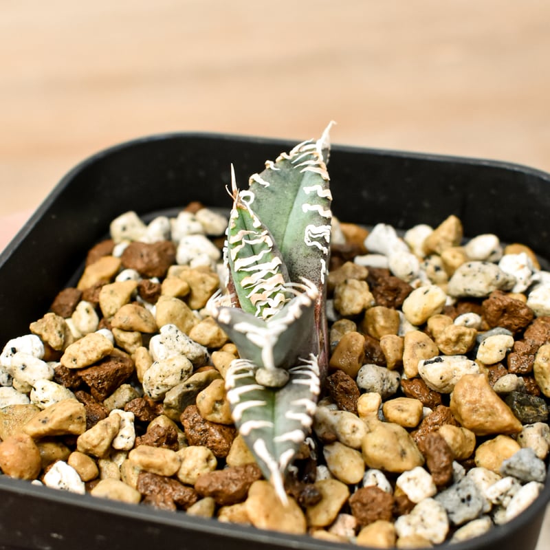 アガベ チタノタ ゴジラ 