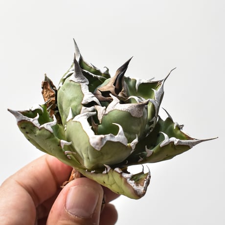 アガベチタノタ姫厳龍 | STORES